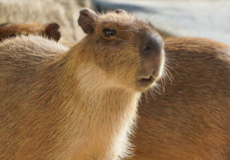 Capybara Encounter and Ocean World Day Pass